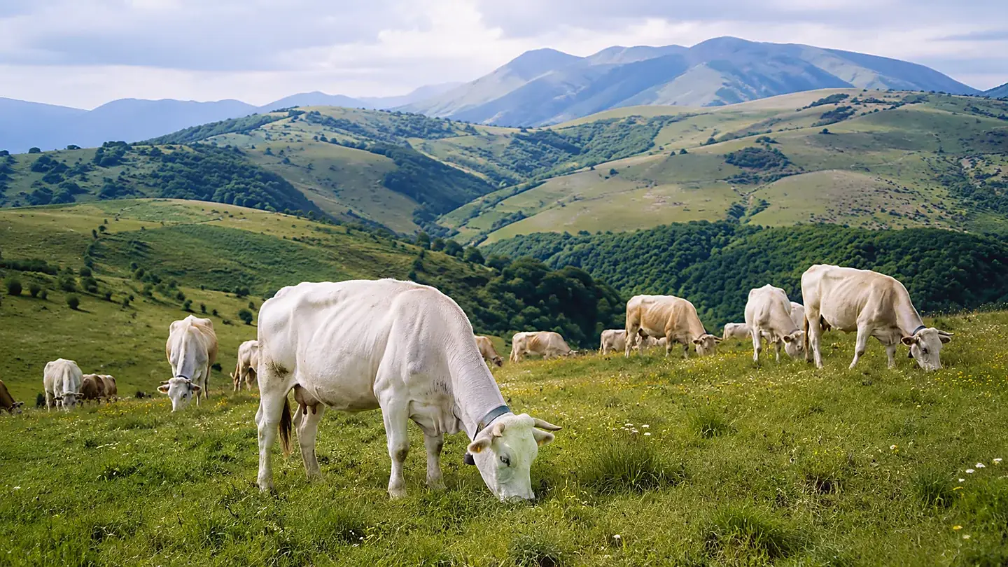 Bovini al pascolo sulle colline abruzzesi dell'Azienda Agricola Cilli Simone
